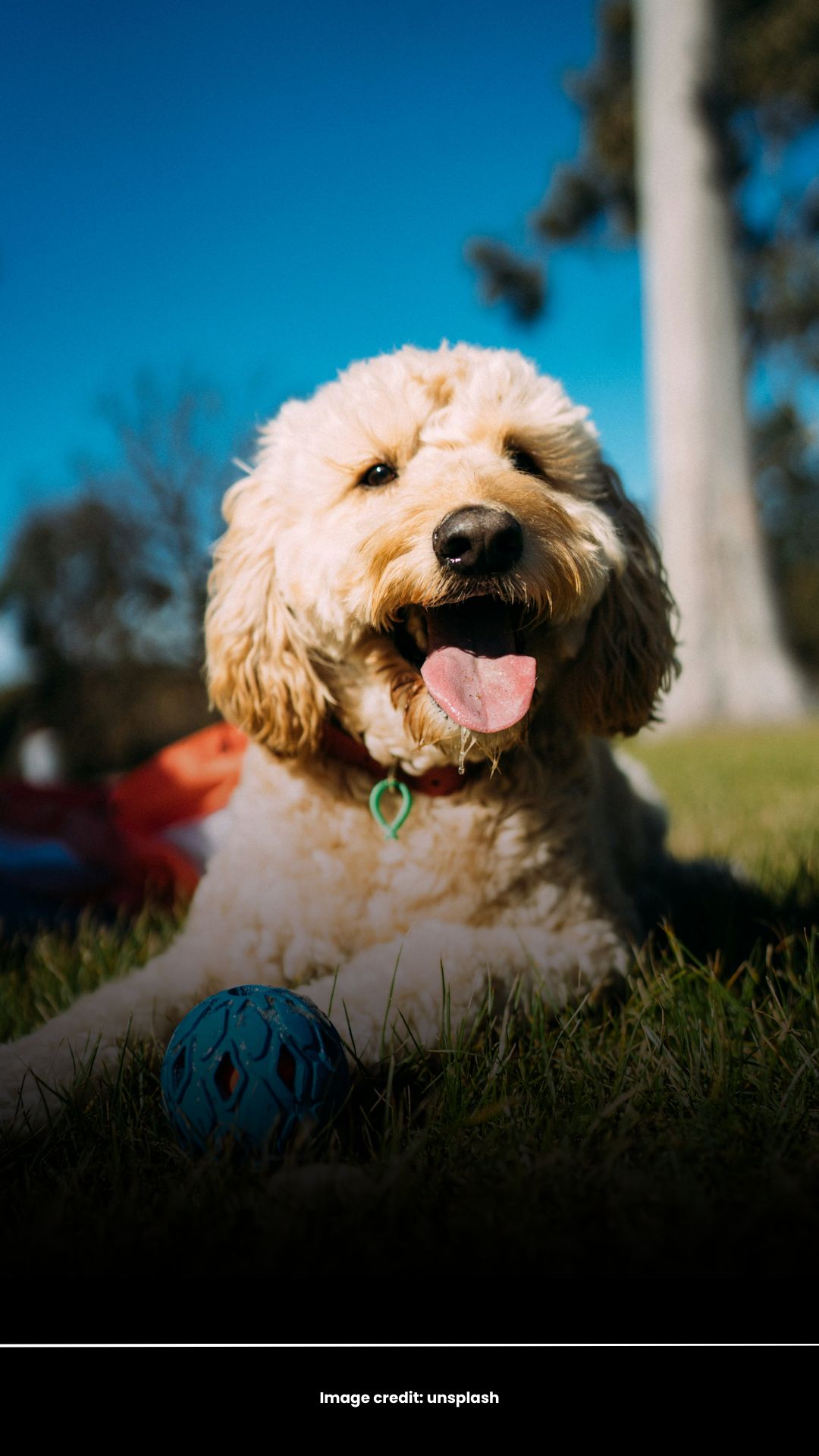 Doodle Dog
