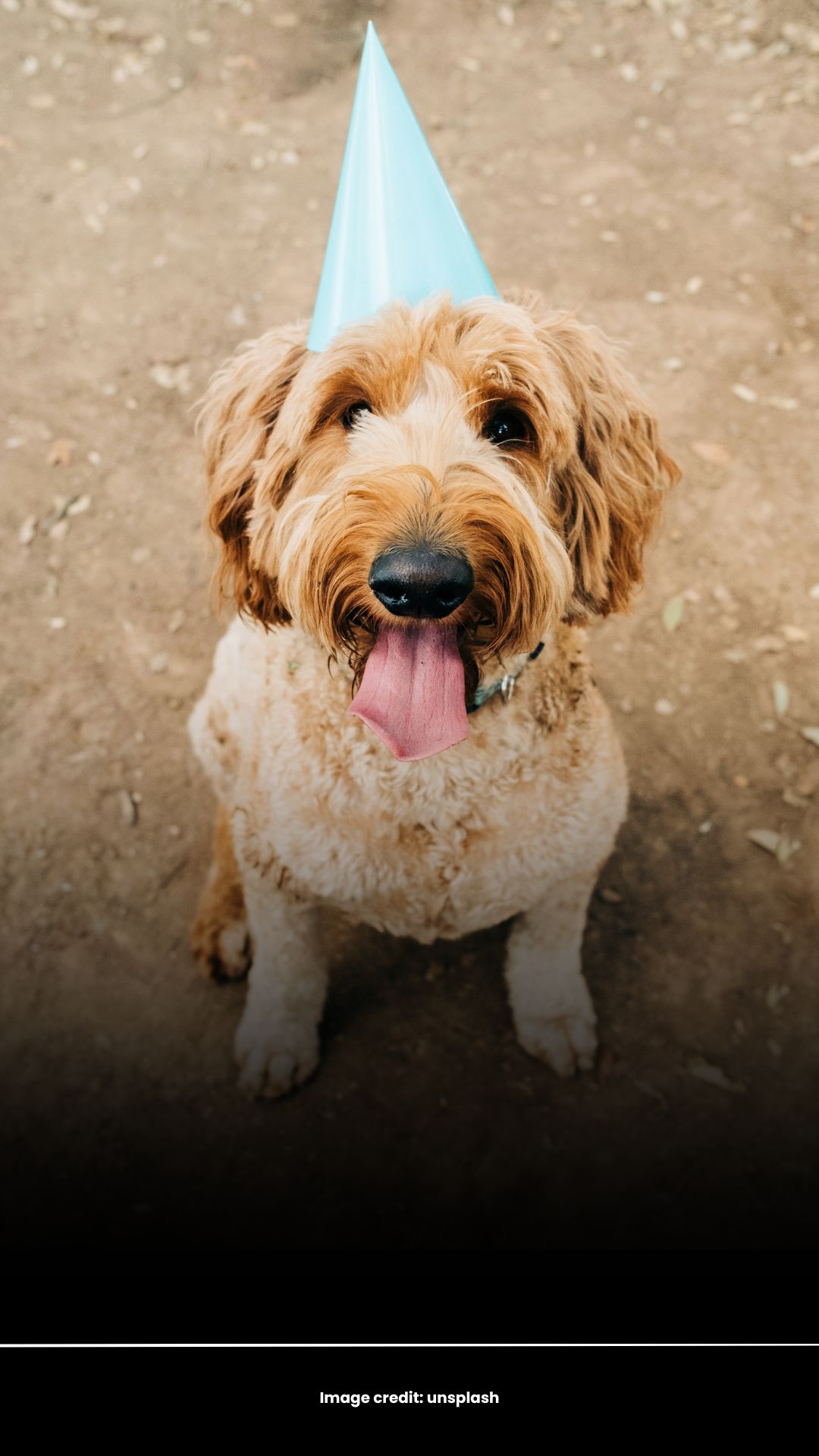 Doodle Dog
